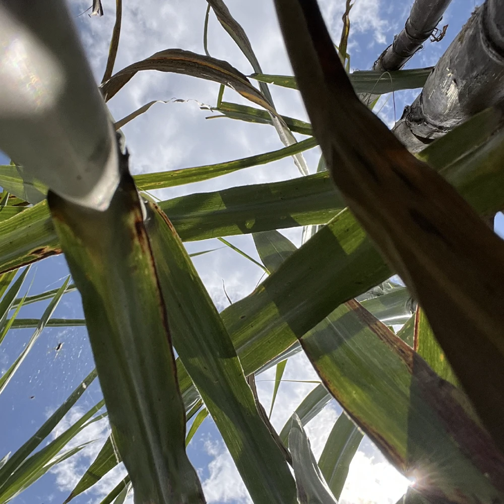 Sugar Cane View
