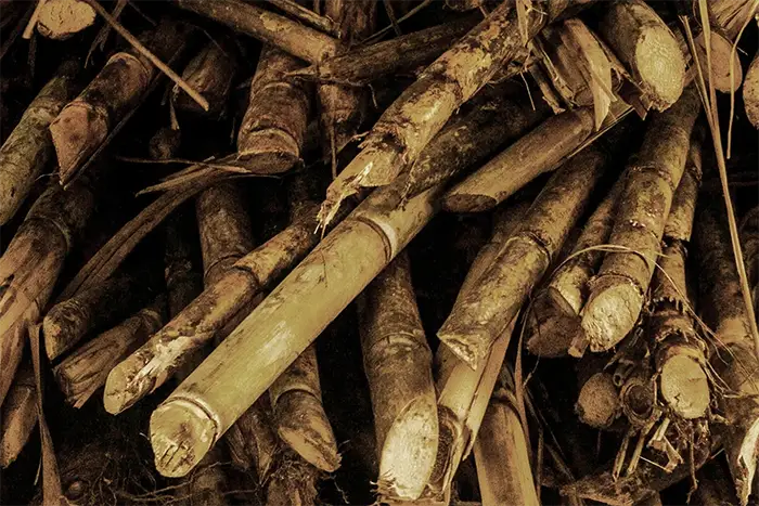 The History of Aguardiente